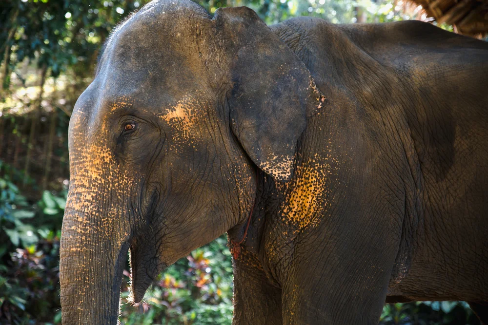 Elephant Safari Park