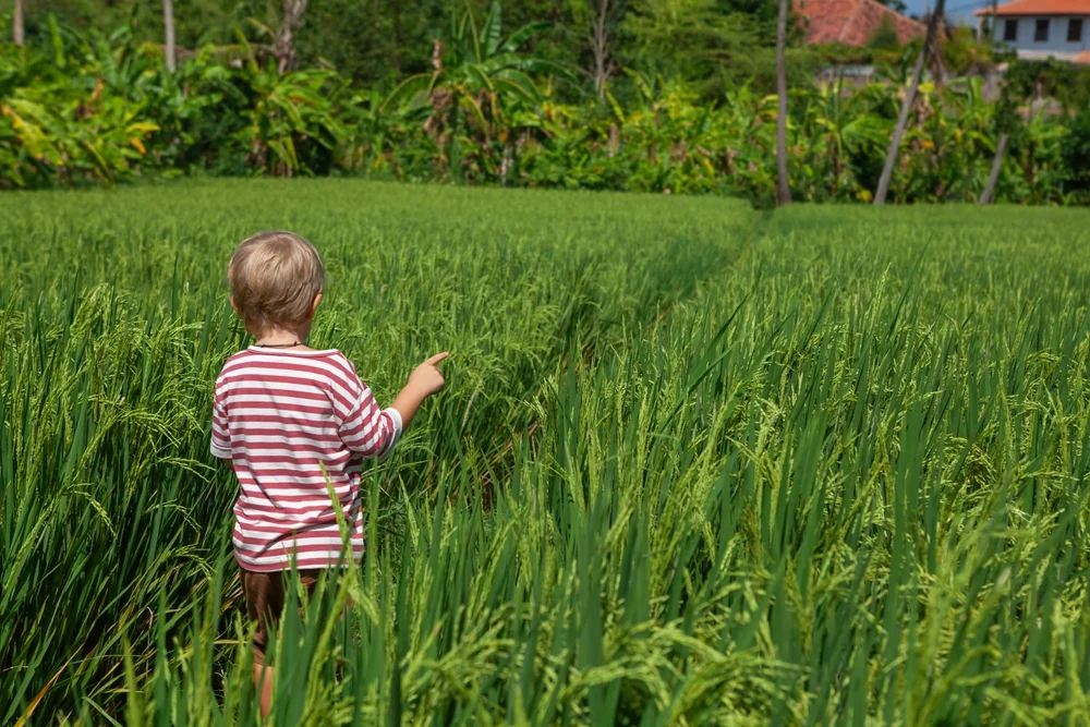 Ubud Trekking Tour