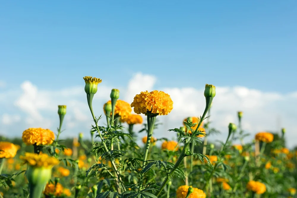 Check Out the Marigold Fields at Desa Temukus