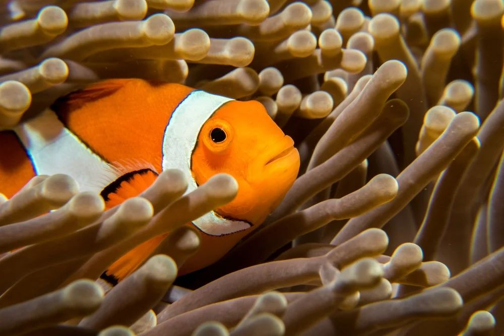 Experience Muck Diving at Padang Bai