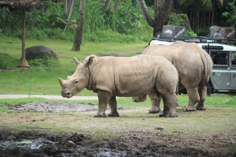Explore the Bali Safari and Marine Park