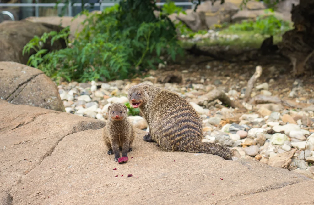 Odense Zoo