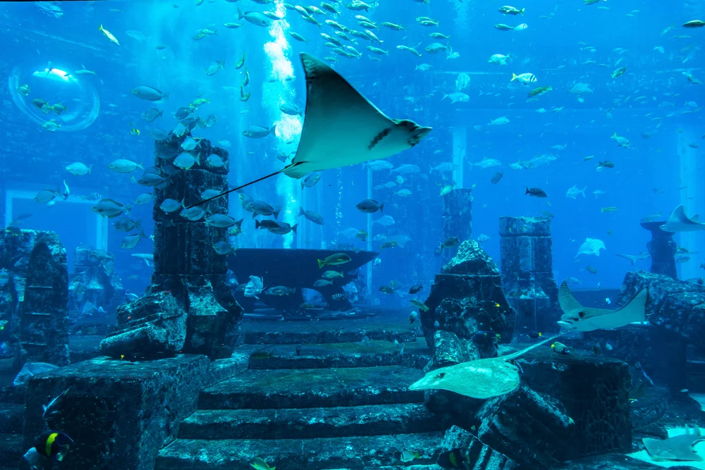 Wander through the underwater world of The Lost Chambers Aquarium
