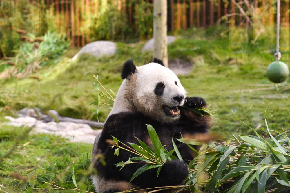 See exotic animals at Copenhagen Zoo