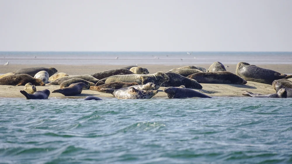 Taste oysters fresh from the sea on a Wadden Sea Safari