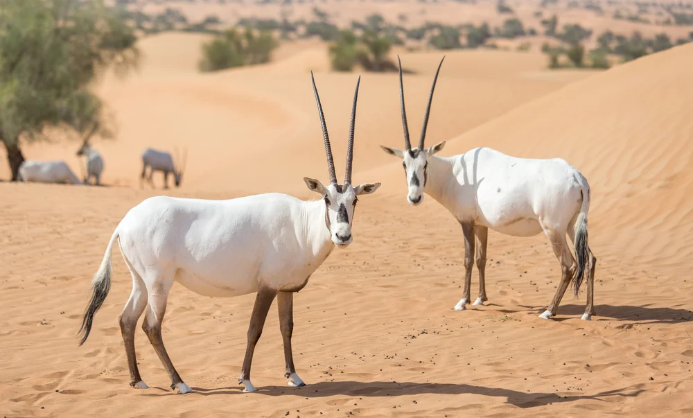 Dubai Desert Conservation Reserve