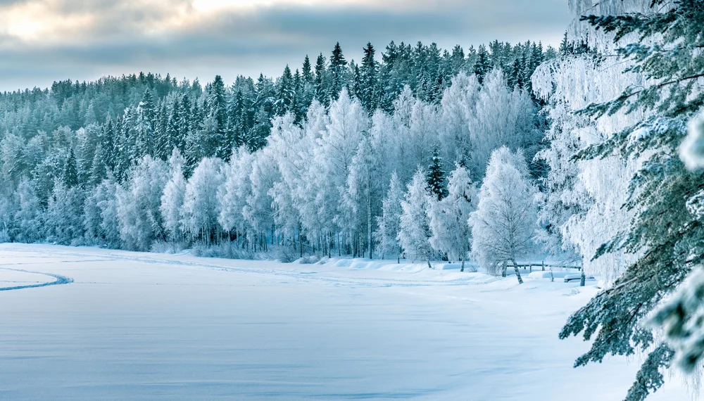 Snowmobile through Arctic forests