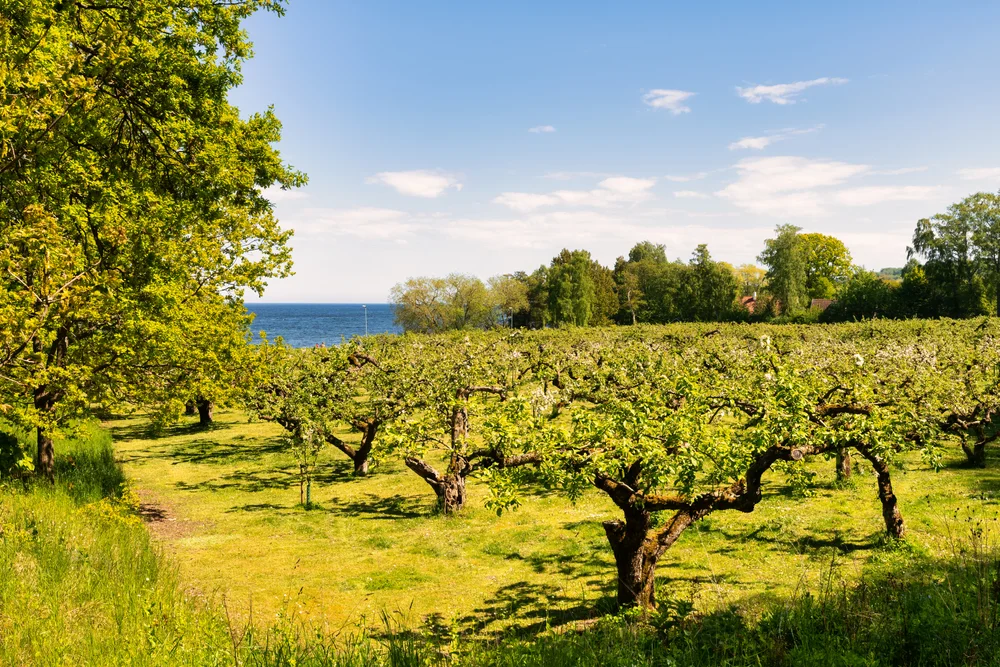 Taste apples in the orchards of Kivik
