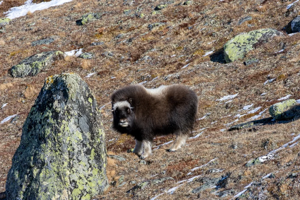 Dovrefjell National Park, Oppdal