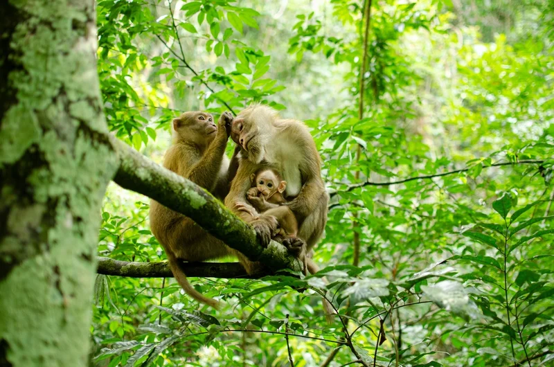 Take Photos with Monkeys