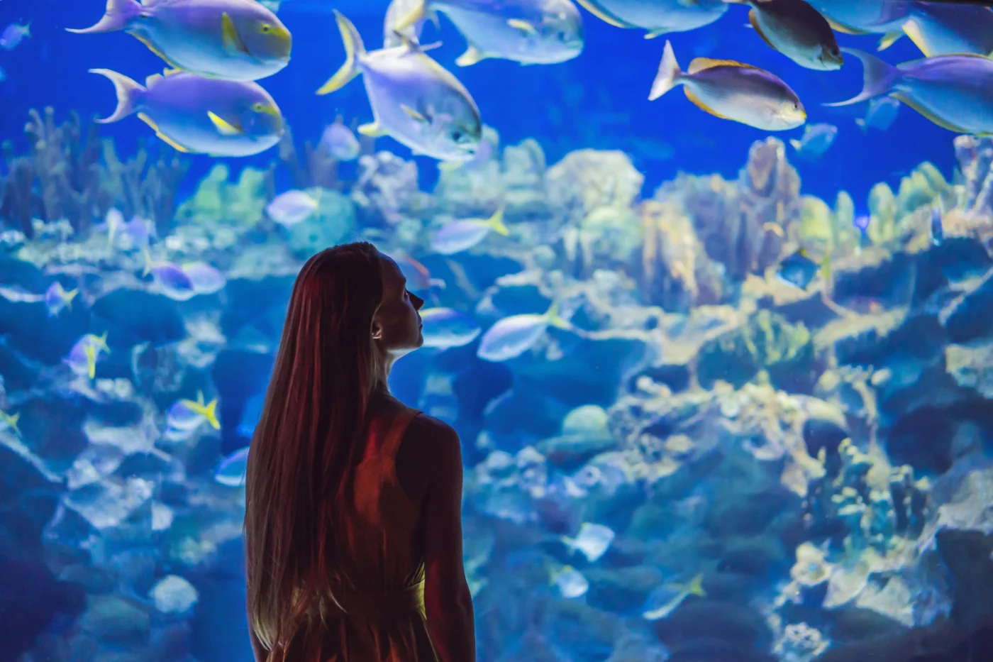 Dubai City Tour + Burj Khalifa 124&125th Floor + Dubai Aquarium & Underwater Zoo On Sharing Transfers