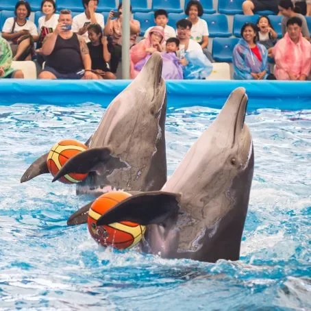 Dolphinarium show