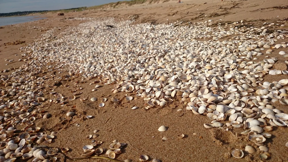 Frösakull Beach