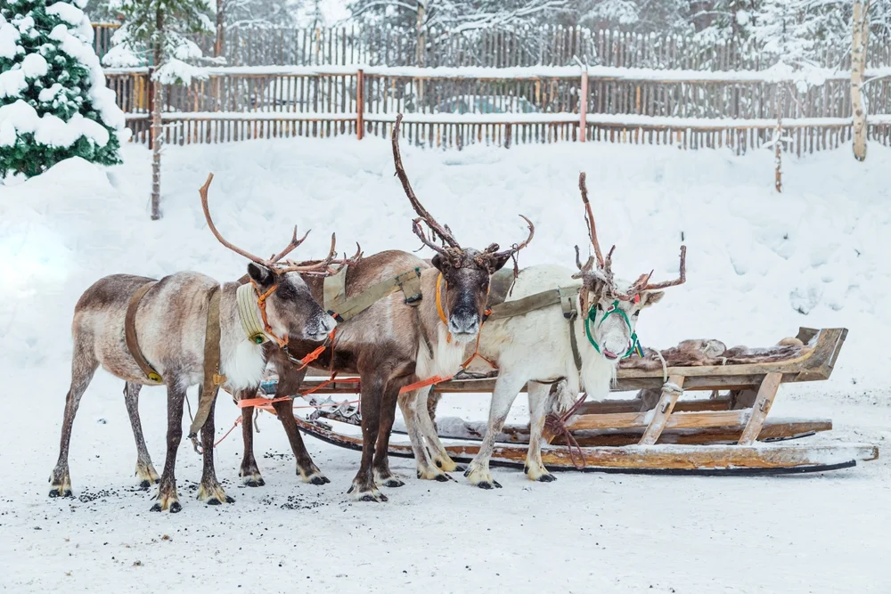 Reindeer sleigh ride (Lapland)