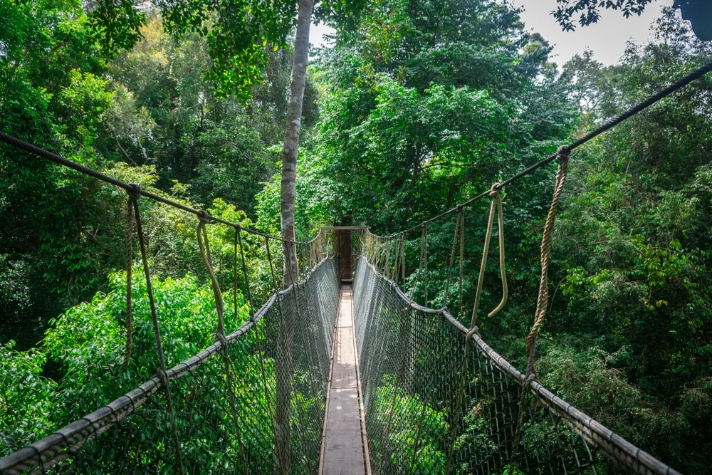 Taman Negara National Park