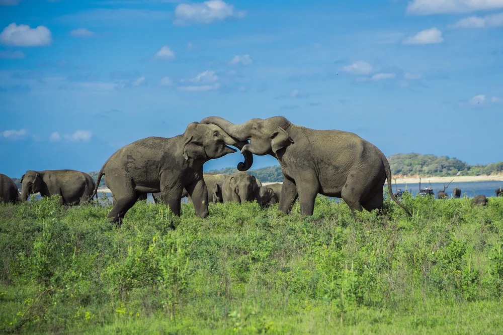 Kaudulla National Park