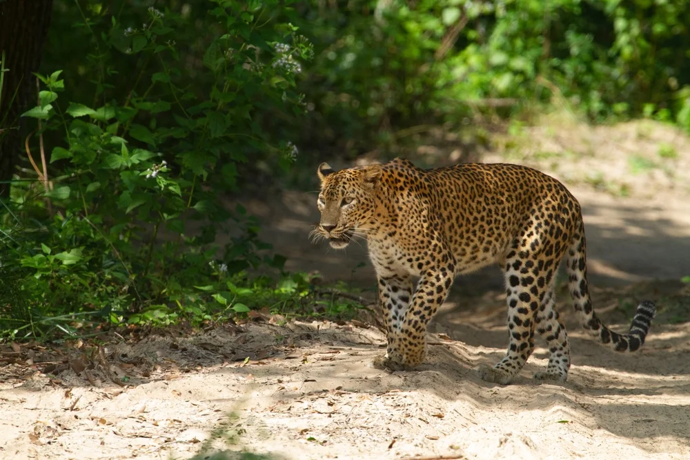 Wilpattu National Park