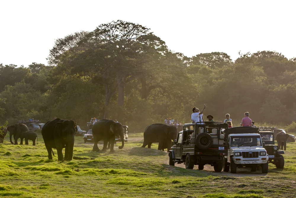 Minneriya National Park