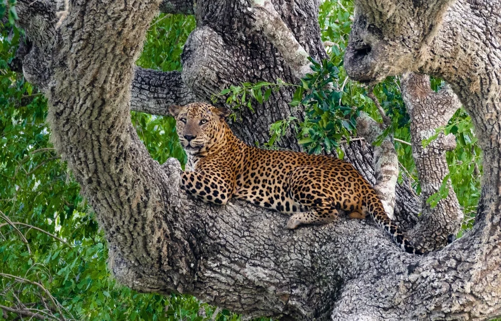 Yala National Park