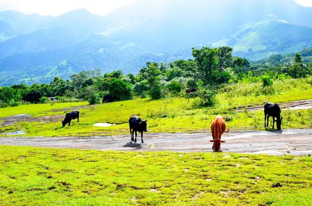 Horton Plains National Park