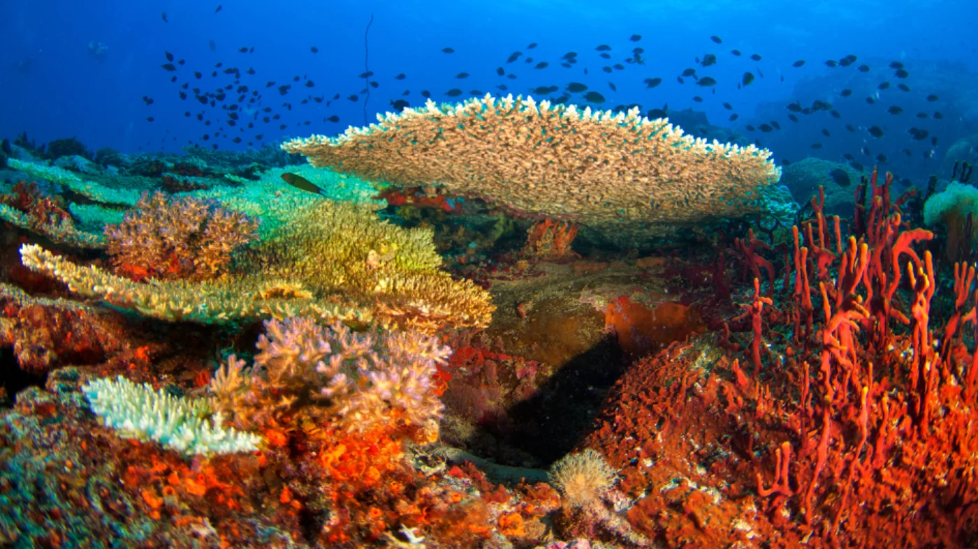 Half Day Coral Island Tour by Speedboat + Indian Lunch With Shared Transfer