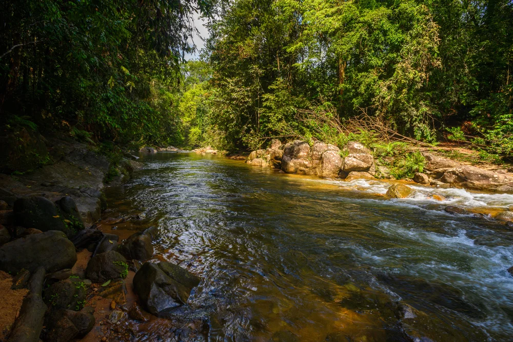 Sinharaja Forest Reserve 