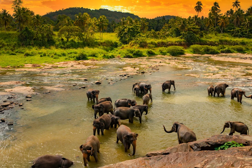 Pinnawala Elephant Orphanage