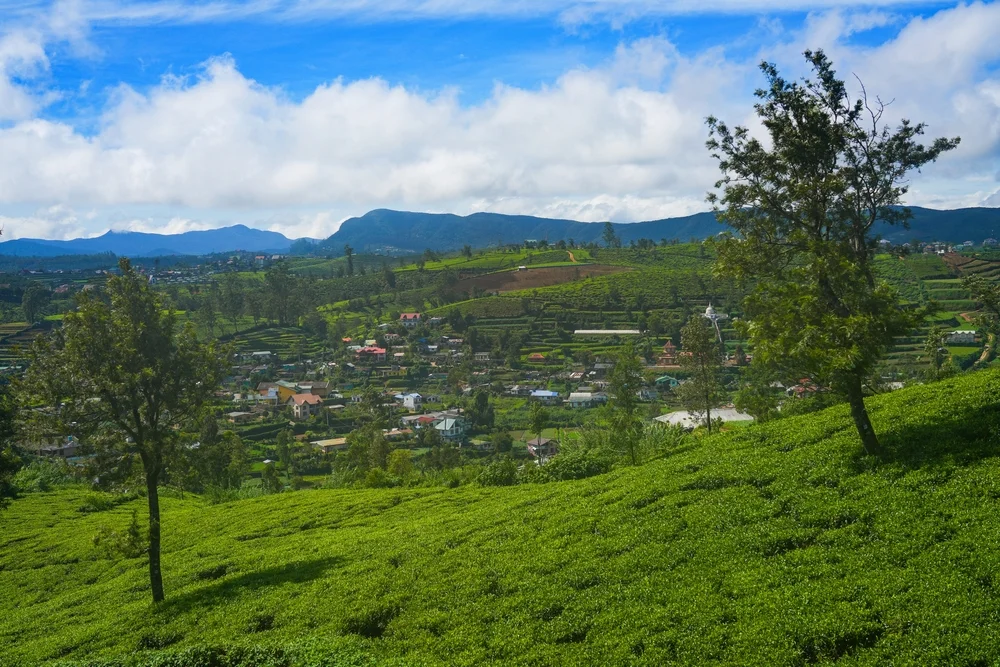 Nuwara Eliya Tea Gardens