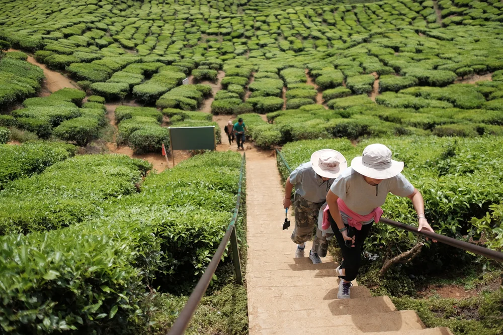Take a Romantic Walk Through Tea Plantations