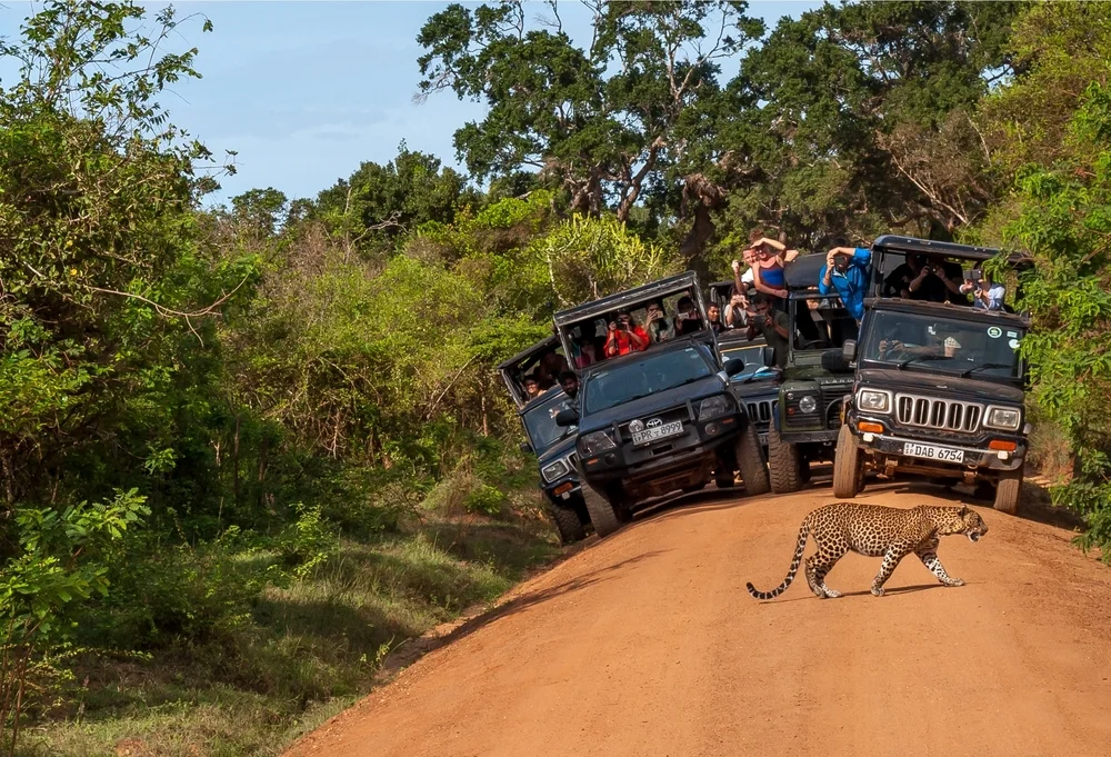 Leopard Safari in Yala National Park