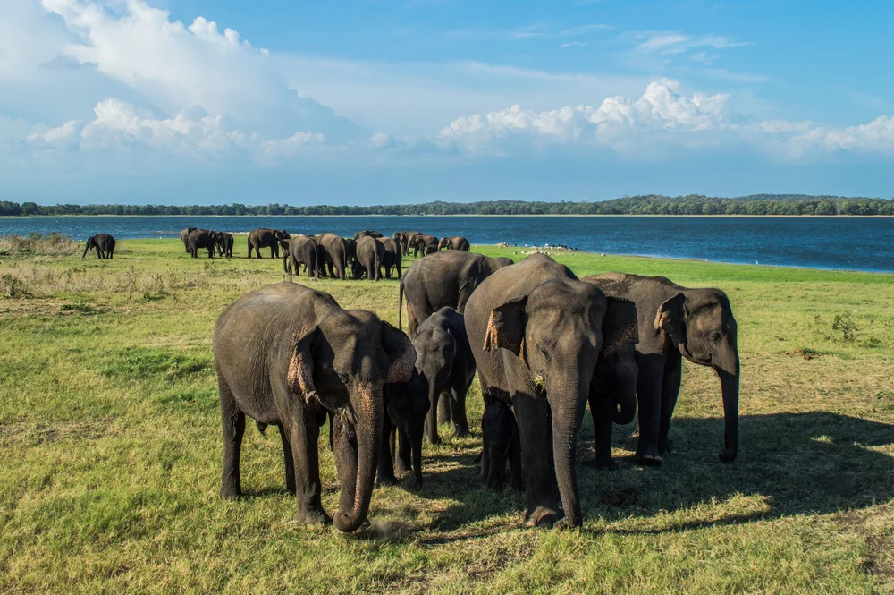 Elephant Gathering at Minneriya National Park