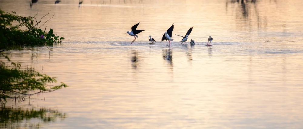 Birdwatching Safari in Bundala National Park 