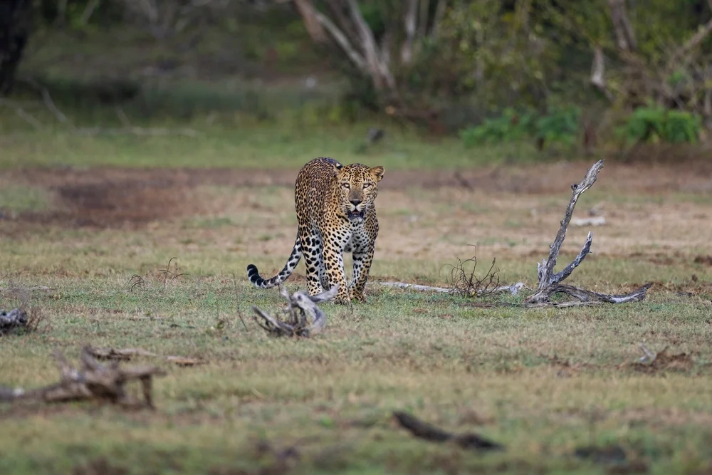 Safari in Kumana National Park 
