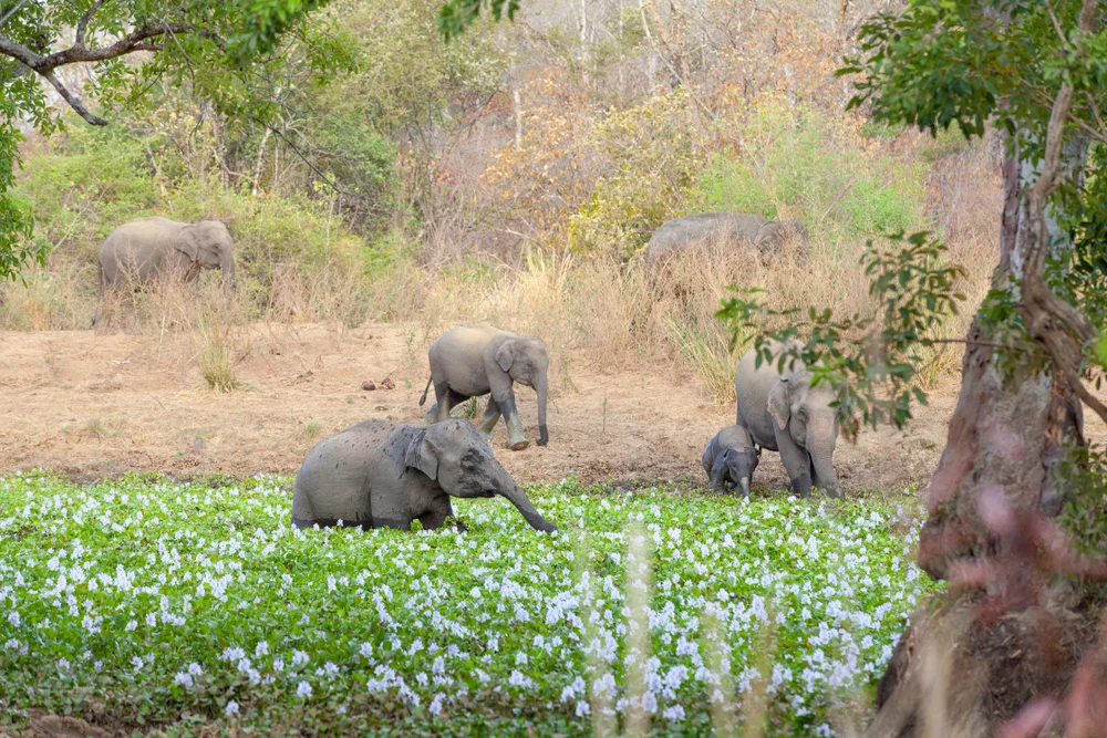 Safari at Wasgamuwa National Park 