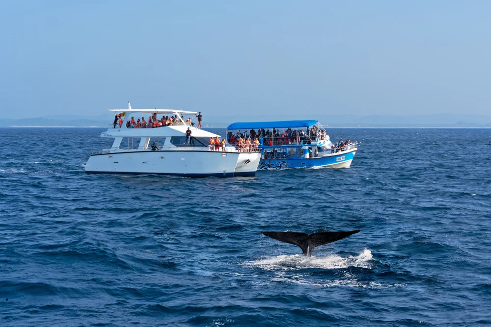 Go Whale Watching in Mirissa