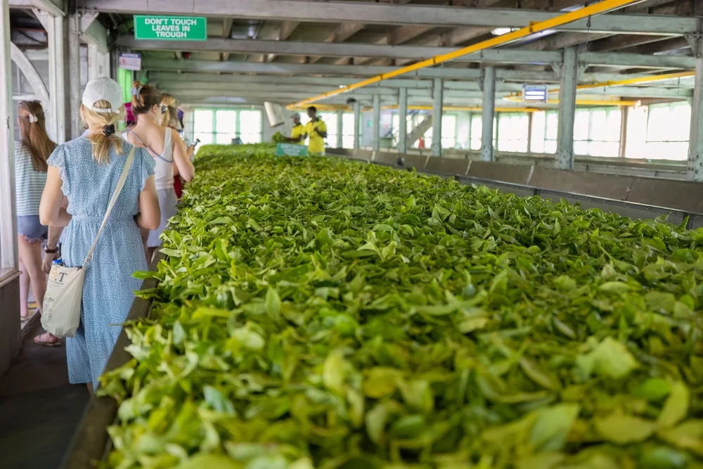 Visit a Tea Factory in Nuwara Eliya