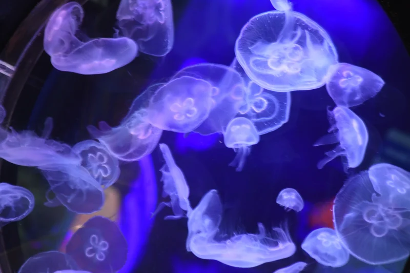 Medusarium