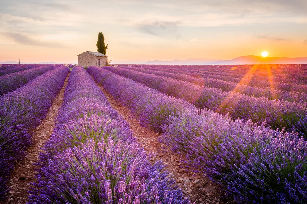 Provence Lavender Fields