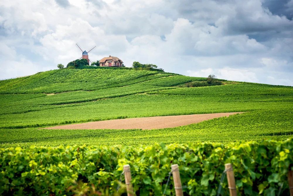 Vineyard Estate Visits