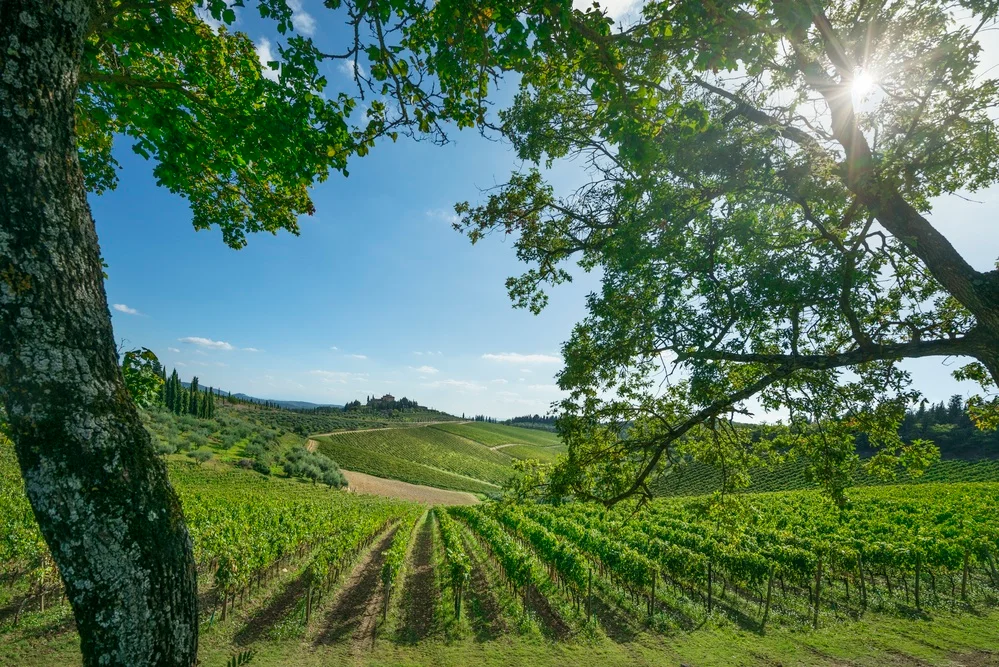 Explore Vineyards in Chianti