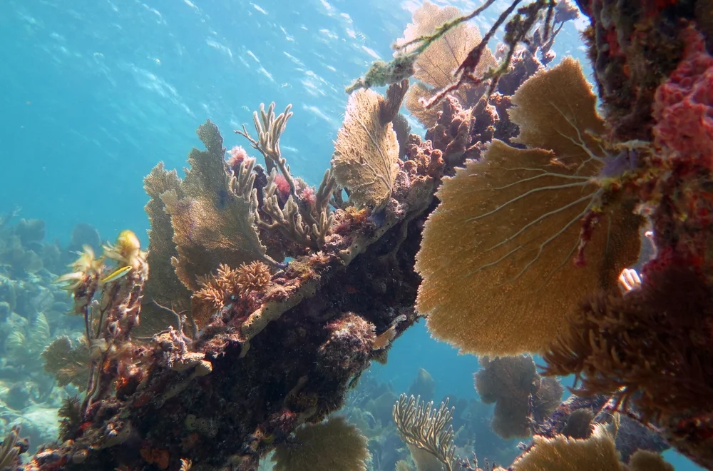 Banana Reef