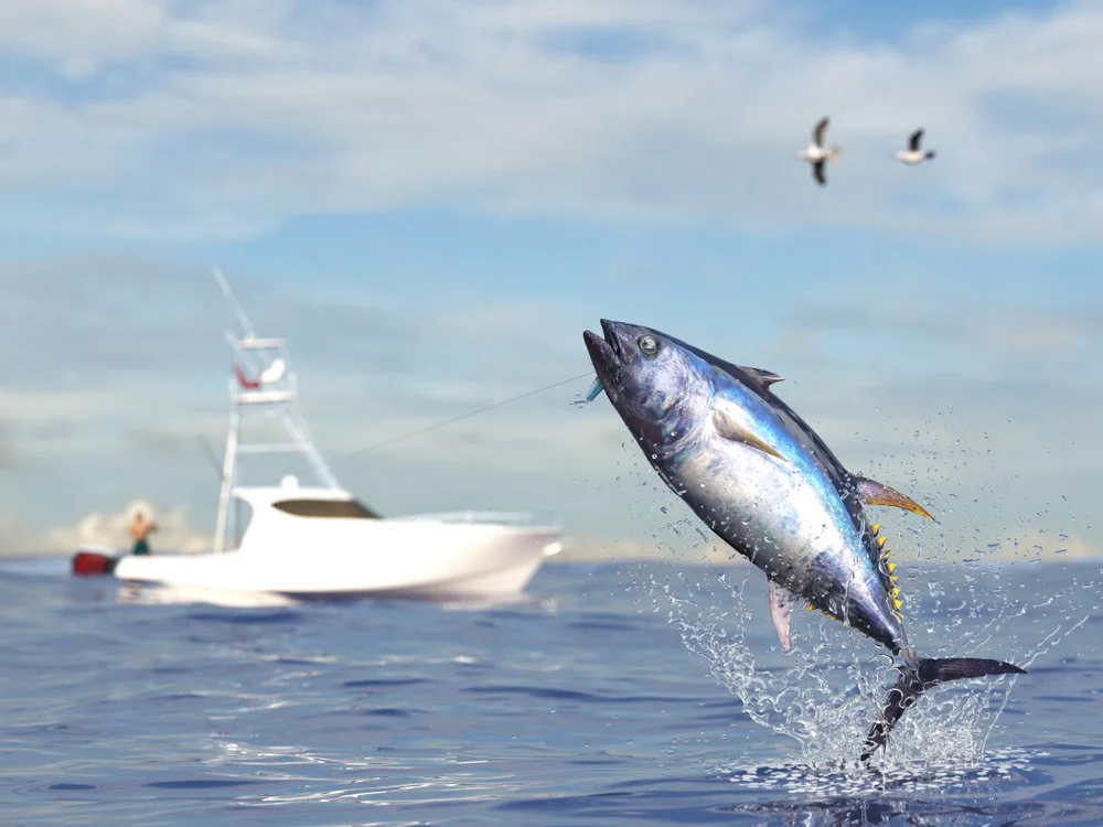 Big Game Fishing in Ari Atoll
