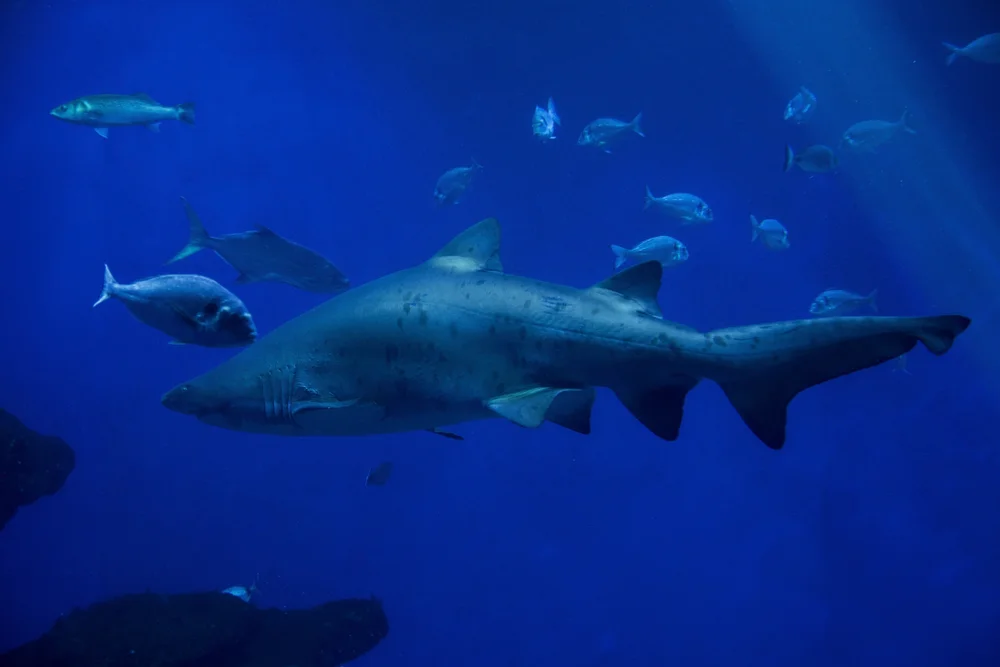 Shark Diving at Fotteyo Kandu