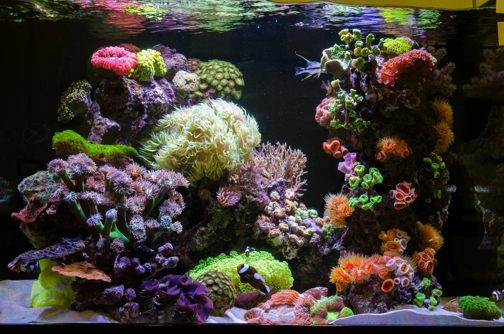 Coral Gardening at Baros Island
