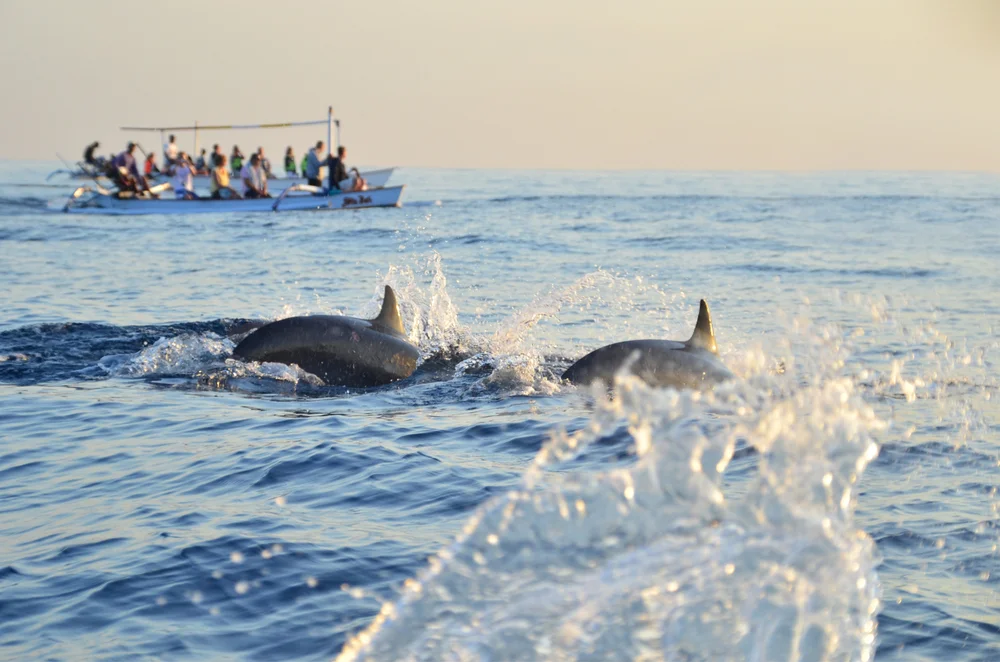 Dolphin Watching Cruise from Malé