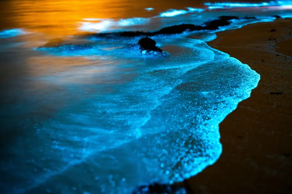 Bioluminescent Beach Walk at Vaadhoo Island