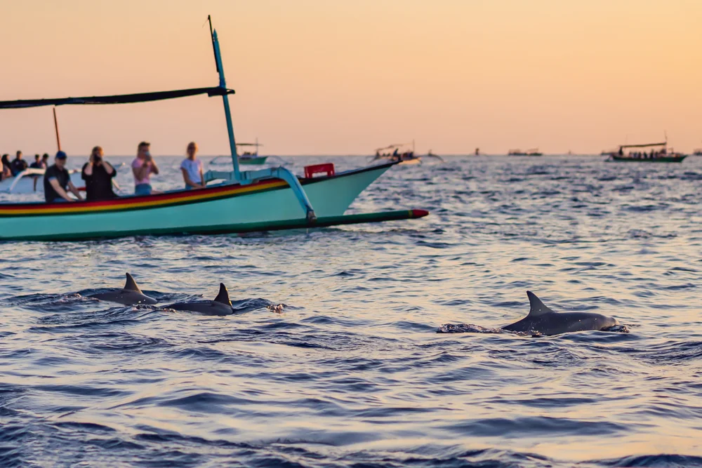 Sunset Dolphin Cruise near Maafushi Island