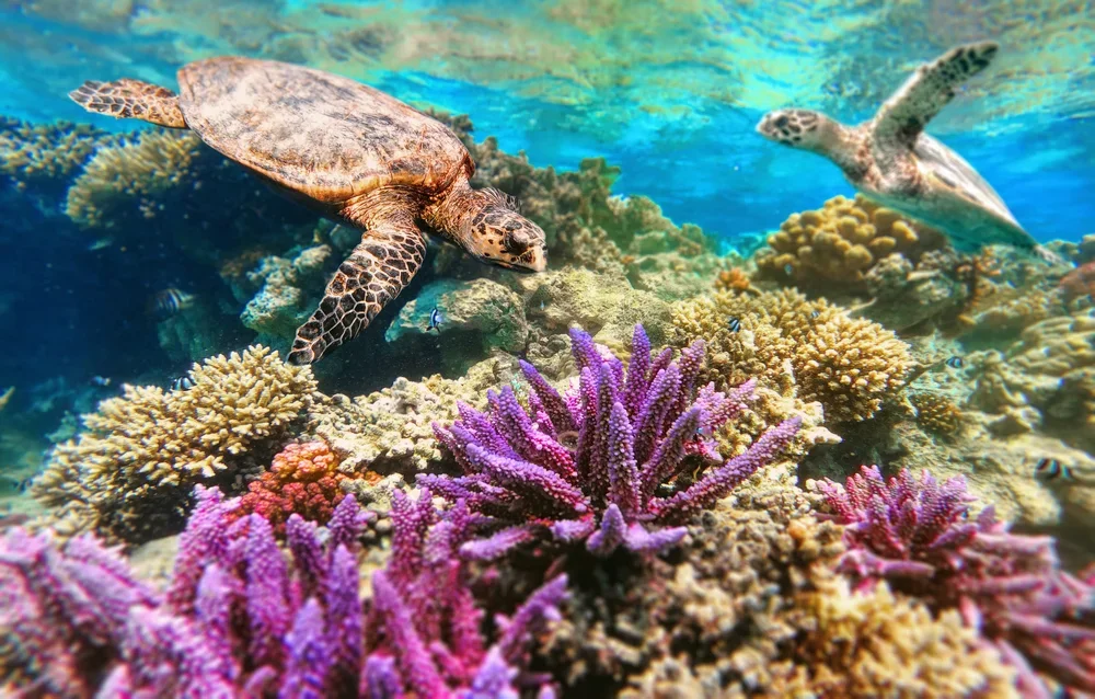 Turtle Spotting at Rasdhoo Atoll