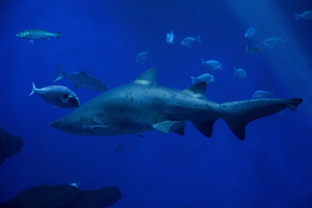 Shark Diving at Fotteyo Kandu (Vaavu Atoll)