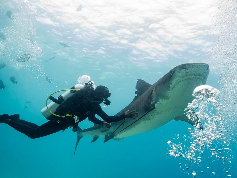 Swim with Whale Sharks at Dhigurah Island